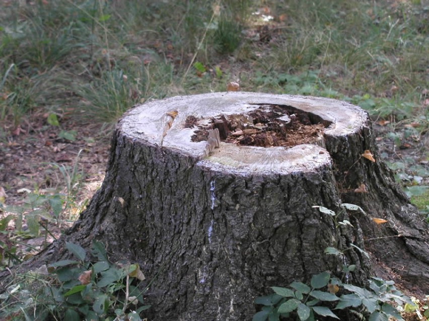 drzewa umierają stojąc...(Foto: Andrzej Nowak)