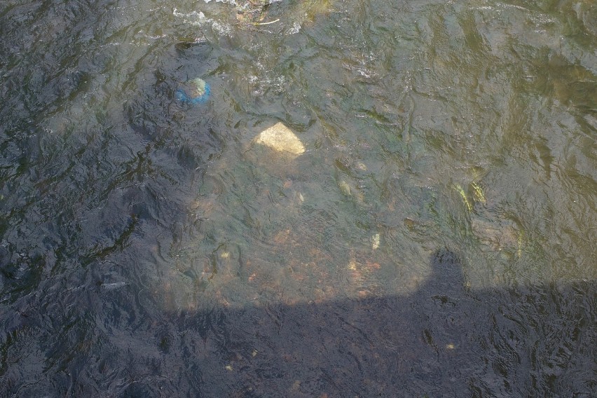 Podpatrzone w Stargardzie. T. Surma: poziom wody w Inie jest tak niski, że ryby są w zasięgu wzroku!