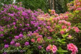 W rogowskim Arboretum kwitną różaneczniki [ZDJĘCIA]