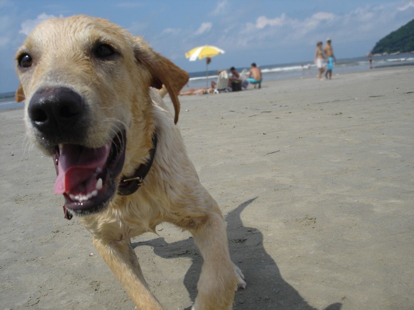 Czy na plażę można wejść z psem? To zależy od regulaminu. W...