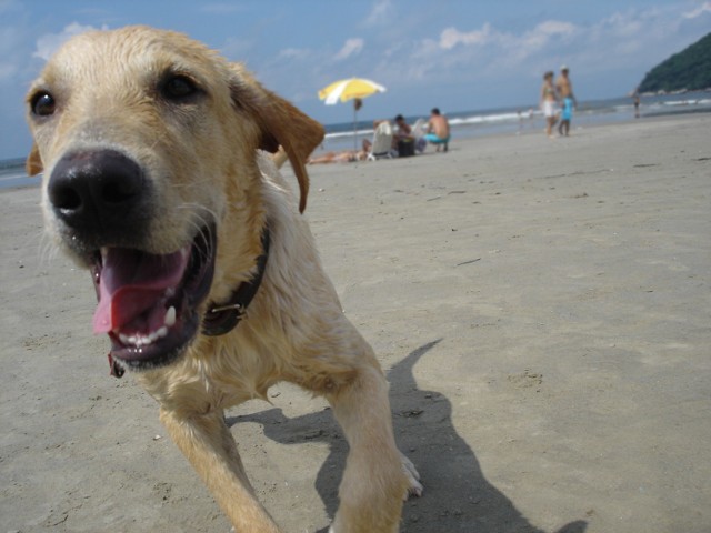 Czy na plażę można wejść z psem? To zależy od regulaminu. W sezonie letnim w większości nadmorskich miast obowiązuje zakaz wejścia z psem na plaże strzeżone. Za złamanie tego zakazu grożą kary - nawet do 500 zł.

Większość plaż jest natomiast dostępna dla psów poza sezonem, czyli od września do maja. Wiadomo, że pies nie może stwarzać zagrożenia dla innych plażowiczów.

Oczywiście po psie trzeba też posprzątać. Jeśli właściciel się do tego nie zastosuje, może dostać kolejny mandat w wysokości 500 złotych.