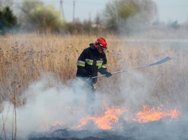 W sobotę strażacy walczyli z pożarem traw przy ul. Przemysłowej w Piotrkowie