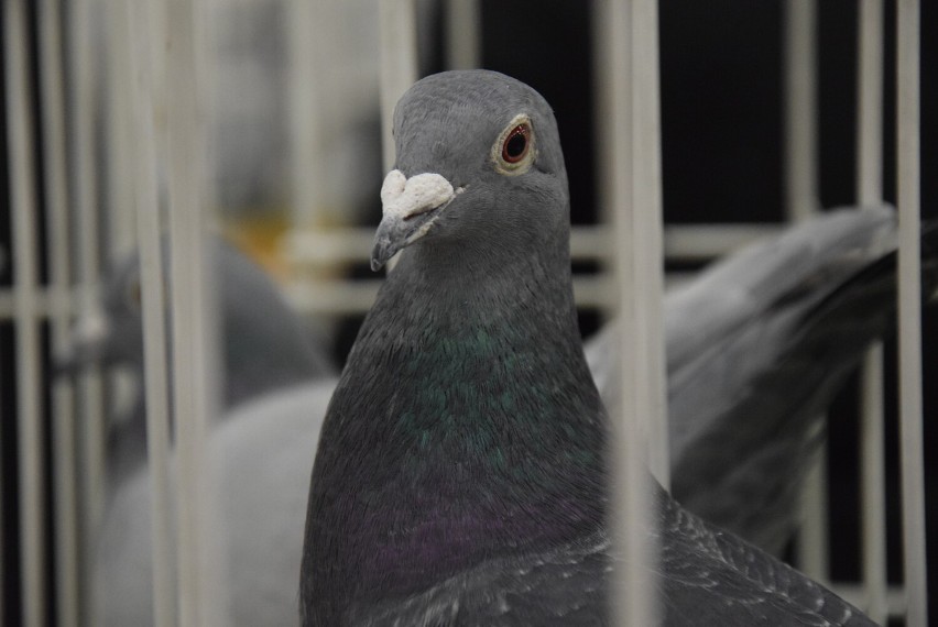 Wielka wystawa gołębi w Starostwie Powiatowym w Sieradzu