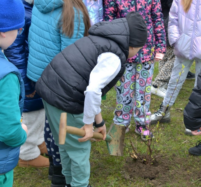 Dzieci z Samorządowego Zespołu Szkół w Bobrku posadziły drzewa i porozmawiały o ekologii. ZDJĘCIA