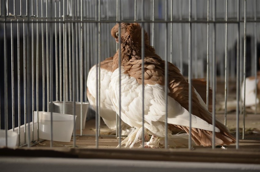 II Wystawa Gołębi Rasowych w Moszczenicy