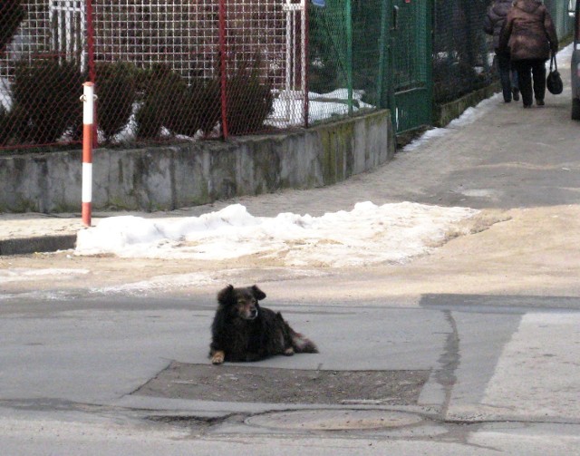 Pan m&oacute;j nie wraca ranki, wieczory...Fot.Jadwiga Kowalczyk