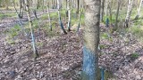 Niebieskie drzewa w Wałbrzychu (ZDJĘCIA)