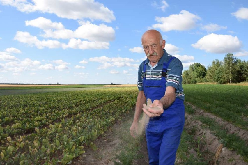 SUSZA! Rolnicy z powiatu wągrowieckiego załamują ręce i liczą straty. Ceny pójdą w górę?