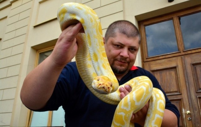 Służby w całym kraju otrzymują zgłoszenia dotyczące egzotycznych zwierząt, które zostały porzucone lub uciekły. Na zdjęciu Bartłomiej Gorzkowski, kierownik Lubelskiego Egzotarium i prezes fundacji Epicrates. Zobacz w galerii egzotyczne zwierzętach, których obecność zaskakuje