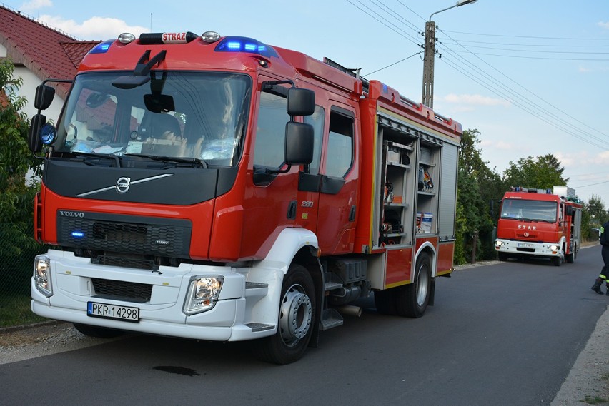 Strażacy usuwali wiele gniazd szerszeni w Osuszy [ZDJĘCIA] 