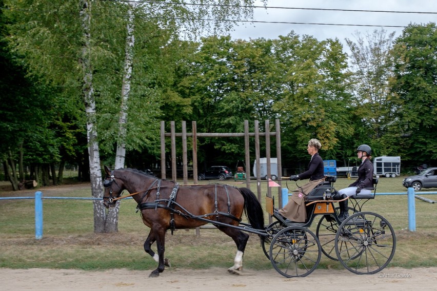 W Tarnowie trwają IX Małopolskie Mistrzostwa w Powożeniu Zaprzęgami Konnymi. Zawody odbywają się w stadninie koni w Klikowej. Mamy zdjęcia