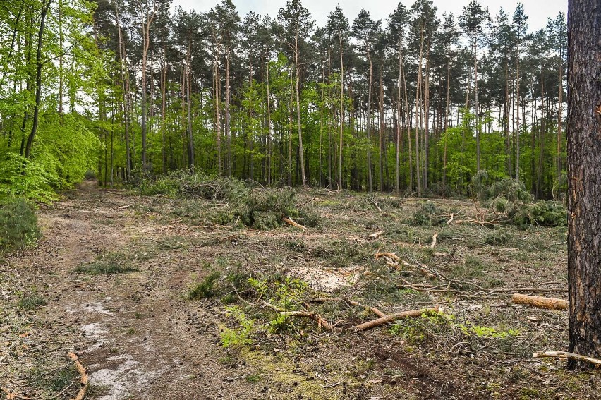 Wycinka w lesie niedaleko szpitala w Lesznie niepokoi mieszkańców