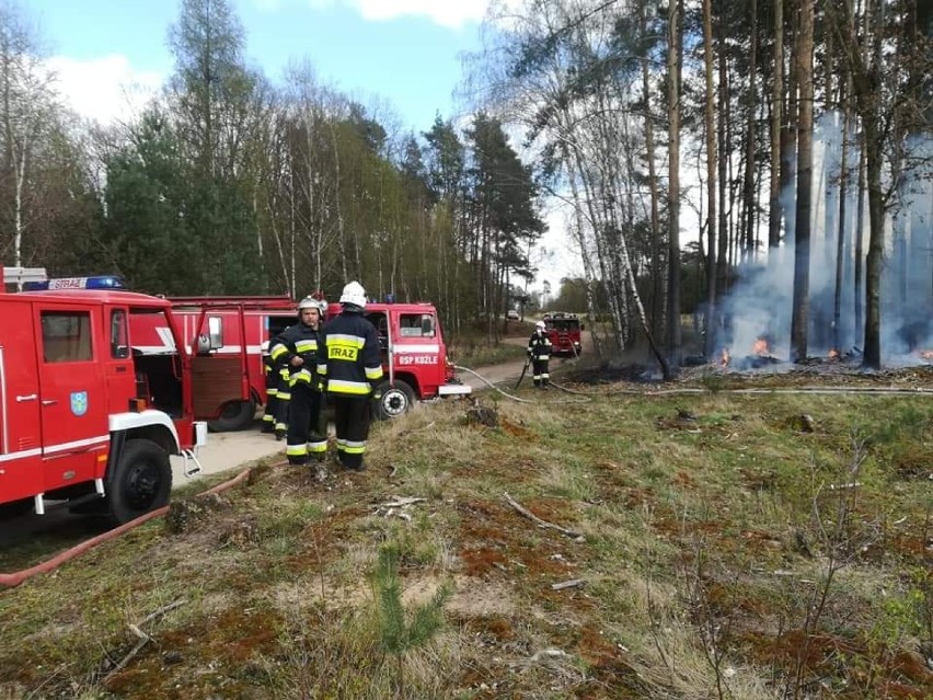 Gm. Szamotuły. Strażacy walczą z pożarem lasu w Koźlu! [ZDJĘCIA]
