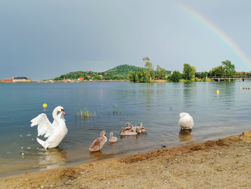 Nie tylko turyści, także łabędzie upodobały sobie Jezioro...