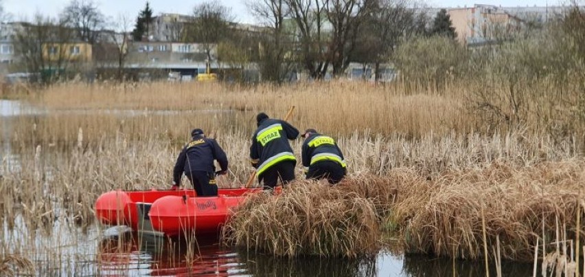 Strażnicy miejscy z Kołobrzegu i strażacy z Trytona uratowali życie łabędziowi