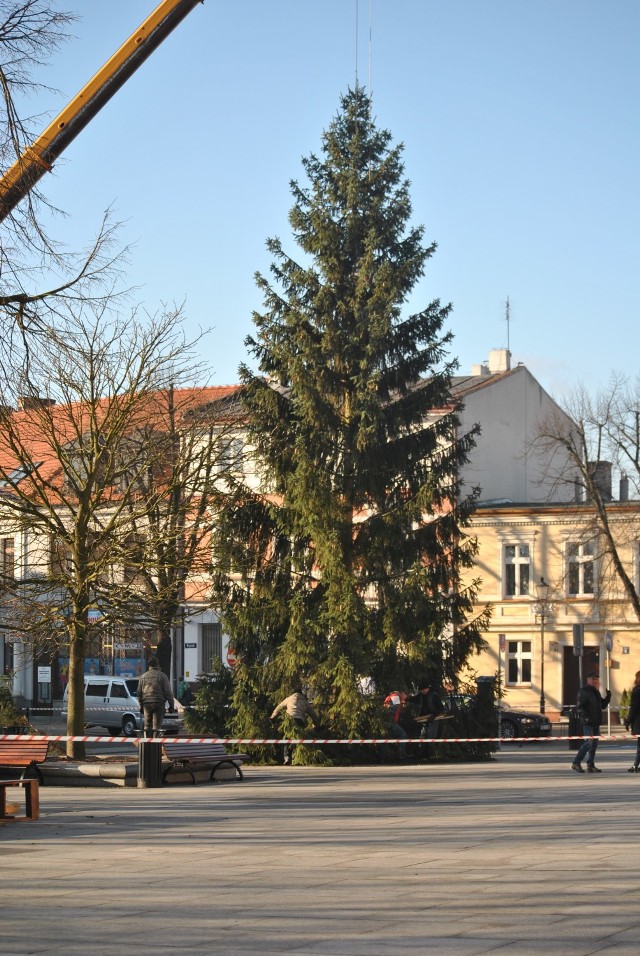 Choinka już stoi na wolsztyńskim rynku