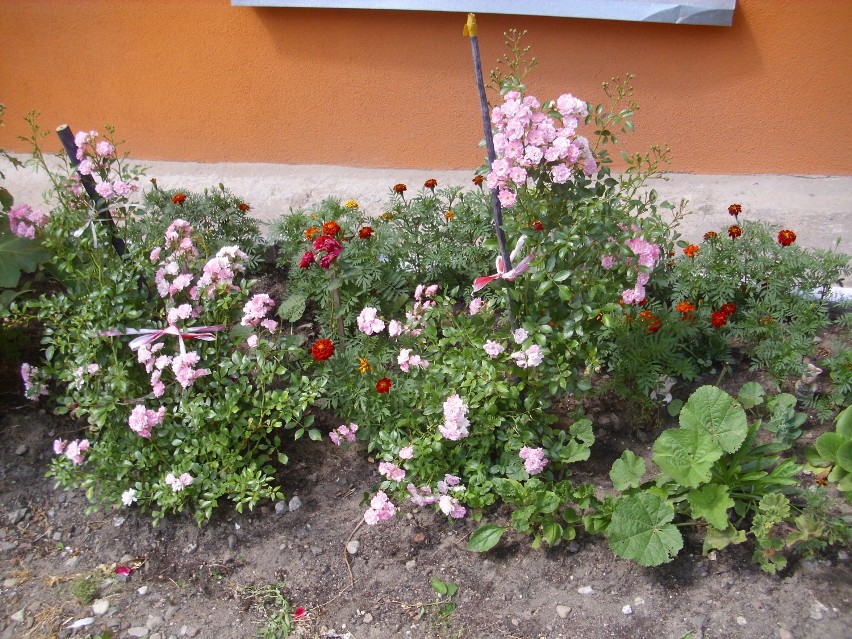 Mini ogródek kwiatowy .