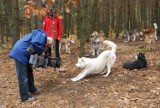 Otwarte Mistrzostwa Podkarpacia w Psich Zaprzęgach - Zabajka