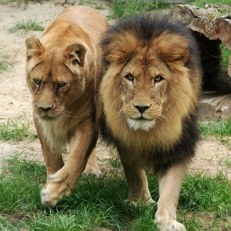 1. LEW /Panthera leo/ - występuje w Afryce, na południe od...
