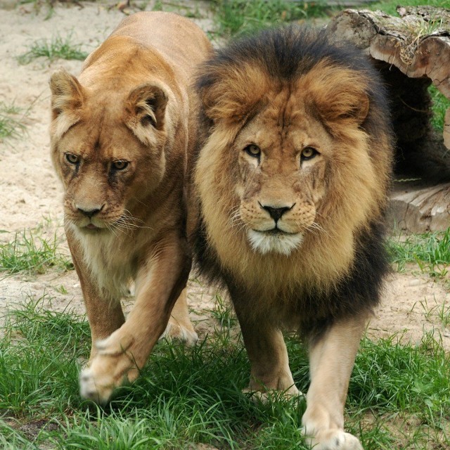 1. LEW /Panthera leo/ - występuje w Afryce, na południe od Sahary aż do Botswany. Zamieszkuje stepy, sawanny i półpustynie. Jest zwierzęciem stadnym. Z grupą samic wiąże się jeden, a nawet kilka samców. Nie mają określonego sezonu rozrodczego; samice w grupie przechodzą ruję synchronicznie i rodzą młode w podobnym czasie. Ciąża trwa 110 dni. Lwy są wszechstronnymi drapieżnikami; polują w grupach. Ich łupem padają duże zwierzęta, w tym bawoły, zebry, antylopy. Nie gardzą mniejszą zdobyczą, zjadają także padlinę.