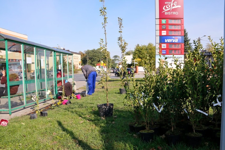 Rozpoczęły się prace przy staszowskich przystankach, na...