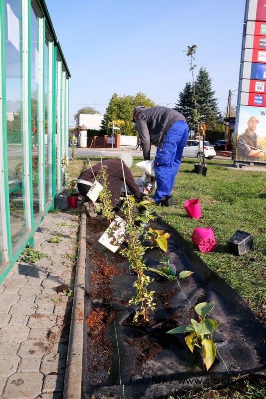 Trwają prace przy staszowskich przystankach. Będzie pięknie? (ZDJĘCIA) 