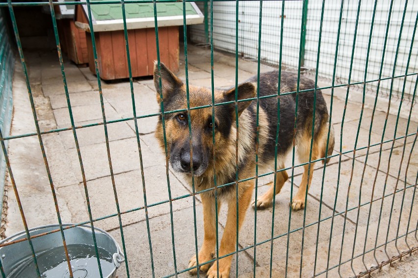 Więźniowie i wychowankowie poprawczaka zaopiekują się psami z białostockiego schroniska