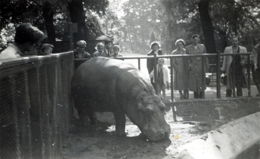 Hipopotam Jurek często bawił odwiedzających Zoo