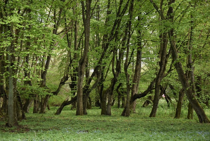 Zabytkowy park w Buczku Małym