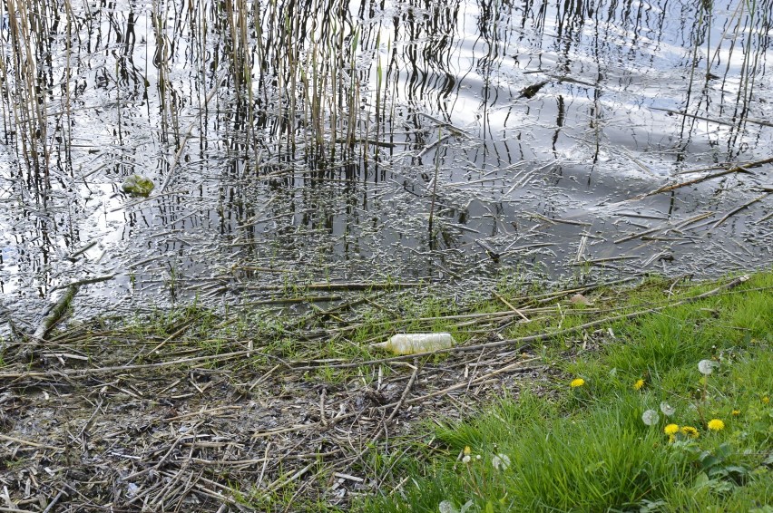 Śmieci nad jeziorem Zajezierskim