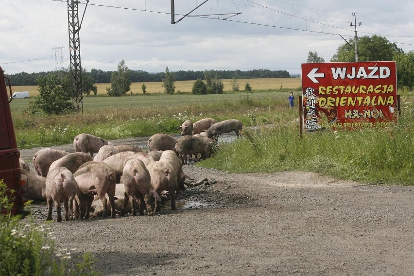 Wypadek ciężarówki ze świniami na trasie Legnica - Złotoryja (ZDJĘCIA)