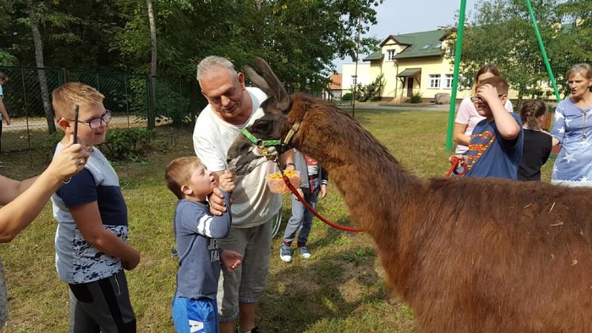 Alpakoterapia w Sztumie