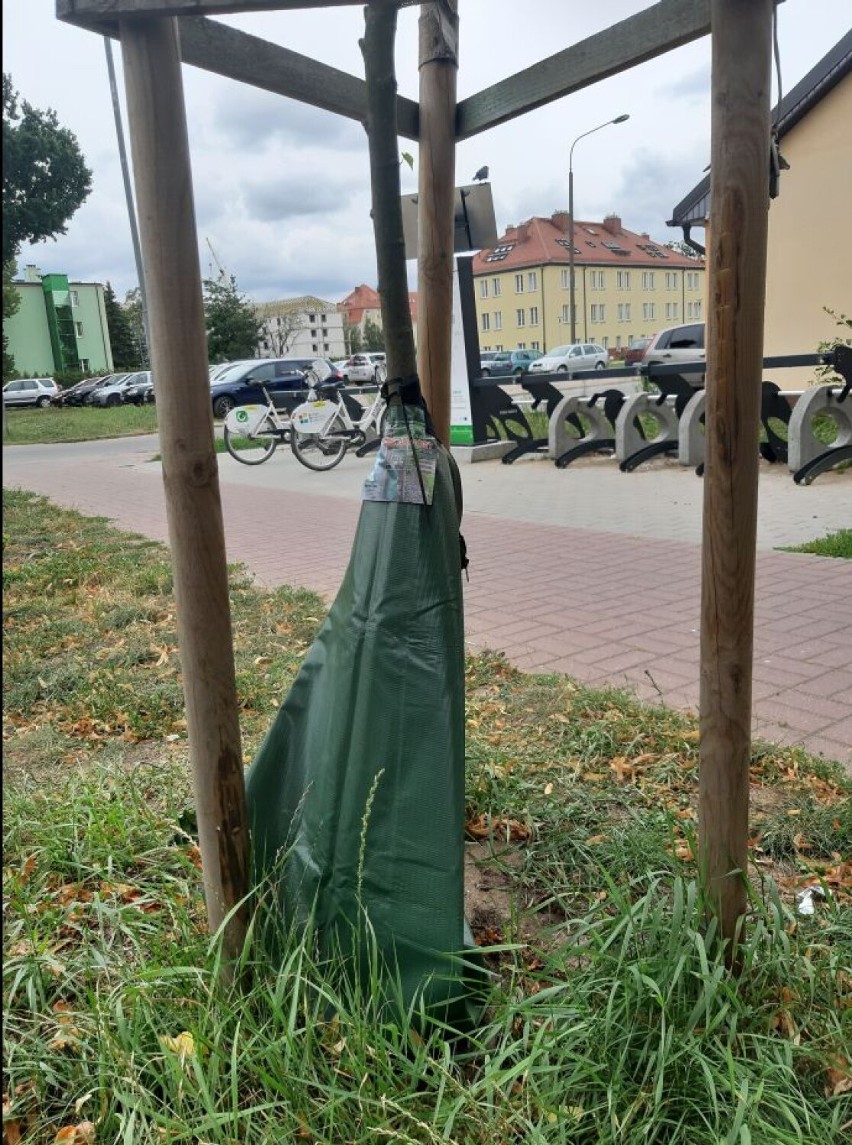 Worki na wodę mają ratować miejskie drzewka w Szczecinku. Trzymamy kciuki [zdjęcia]