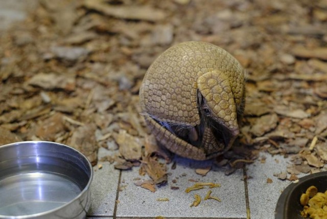 W ostatnim tygodniu lutego na łamach ogłosiliśmy konkurs na imię dla pancernika. Organizował go Ogród Zoobotaniczny, gdzie zwierzę mieszka na co dzień, wraz firmą Prosave, która jest honorowym opiekunem zwierzęcia. 

Zobacz także: TOP 15 najdroższych domów do kupienia w województwie kujawsko-pomorskim. Te wille kosztują miliony [ZDJĘCIA]