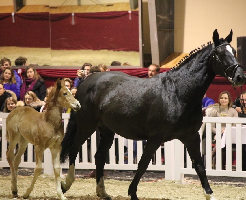 Pokaz w Radzionkowie: piękne konie i świetny jeźdźcy