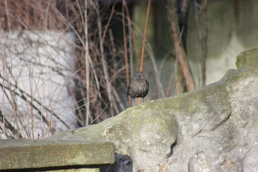 Kos zwyczajny, kos (Turdus merula) – gatunek średniej...