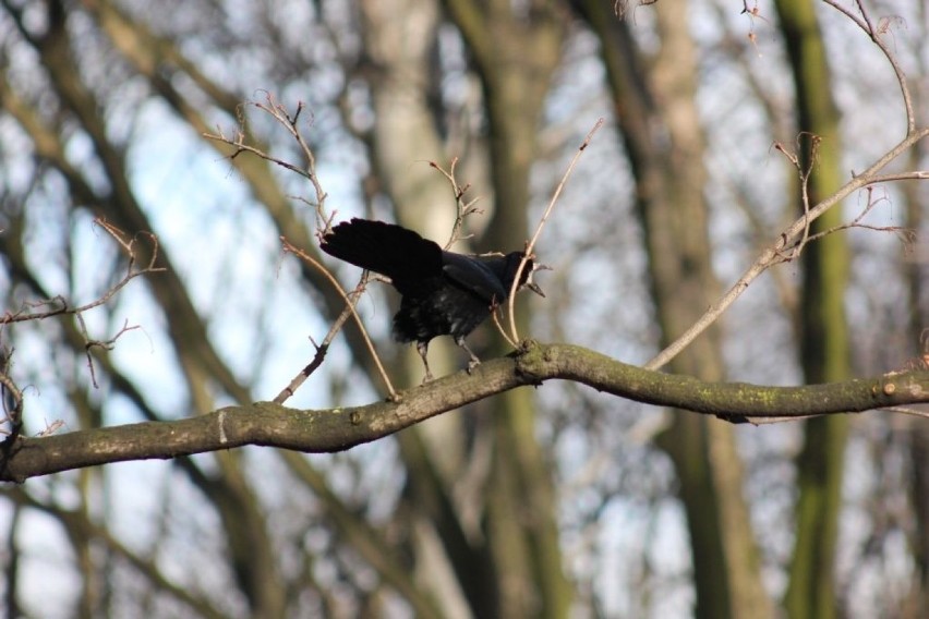 Gawron, gapa (Corvus frugilegus) – gatunek średniej...