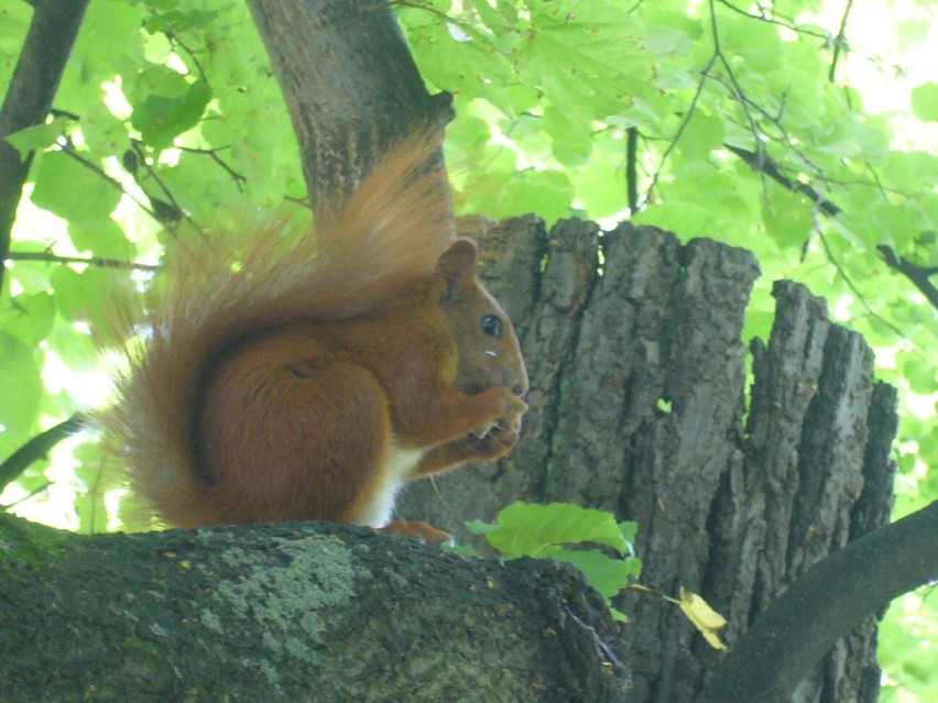 Prawy profil wiewiórki. Fot. Piotr Drozdowicz