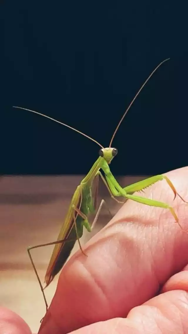 Modliszka początkowo pojawiała się głównie na południu Polski, ale coraz częściej można ją spotkać w innych częściach kraju. Coraz częściej pojawia się w miastach, poza naturalnymi obszarami zielonymi. Można ją spotkać m.in. w przydomowych ogródkach czy mieszkaniach. Prawdopodobnie to zmiana klimatu spowodowała, że  zwiększyła się ich populacja u nas w kraju. Nasi internauci spotkali modliszki m.in. w Opolu, Dylakach, Kędzierzynie-Koźlu, Gogolinie i Nysie.