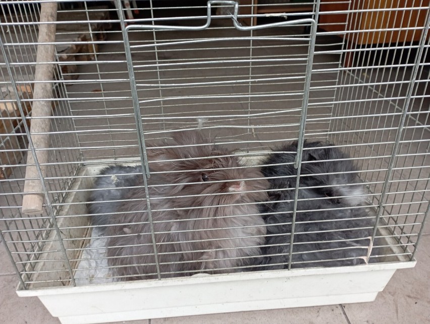 Straż Miejska w Kielcach znalazł cztery króliki porzucone w...