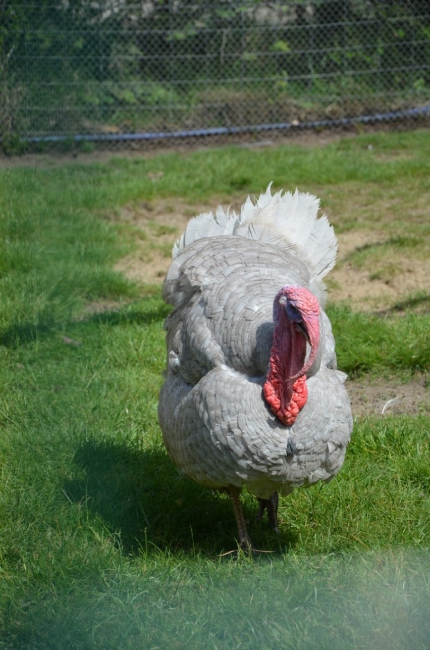 Mini - zoo, ptaszarnia, footgolf, plaża - rekreacyjnie w Jantarze. 