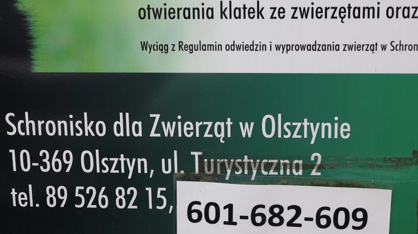 Dramatyczny przypadek kotki porzuconej w Olsztynie: Apel o pomoc