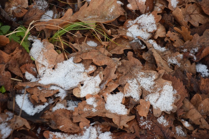 Pierwszy śnieg w Tychach. Pobielone lasy paprocańskie ZDJĘCIA