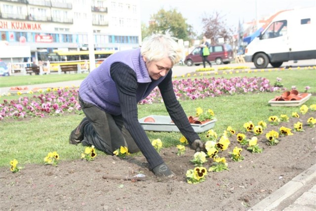 Elżbieta Kubicka zajmuje się rabatką na pl. Wolności