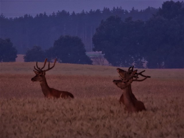 Zwierzęta w dolinie Dobrzycy