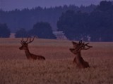 Bezkrwawe łowy Pawła Kryki czyli zwierzęta w dolinie Dobrzycy [ZDJĘCIA]