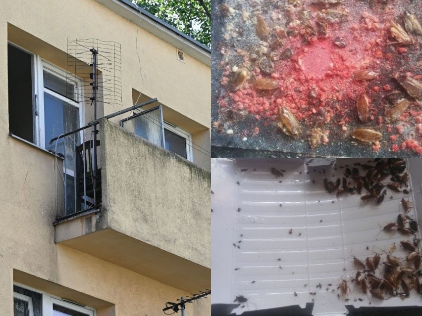 Zdjęcia robactwa w bloku przy ulicy Grunwaldzkiej w Kielcach...