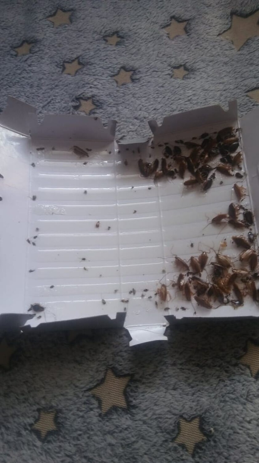 Mieszkanie w Kielcach, w którym miesiącami leżały zwłoki, nadal nieposprzątane! Bezradni ludzie robią zdjęcia karaluchów 