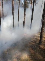 Dromader pojawił się w Leśnictwie Sowia Góra. Co było powodem pożaru?