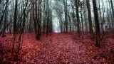 Zwierzęca krew i wnętrzności rozciągnięte na drodze i porzucone na poboczu. Czytelnicy są zbulwersowani [ZDJĘCIA]